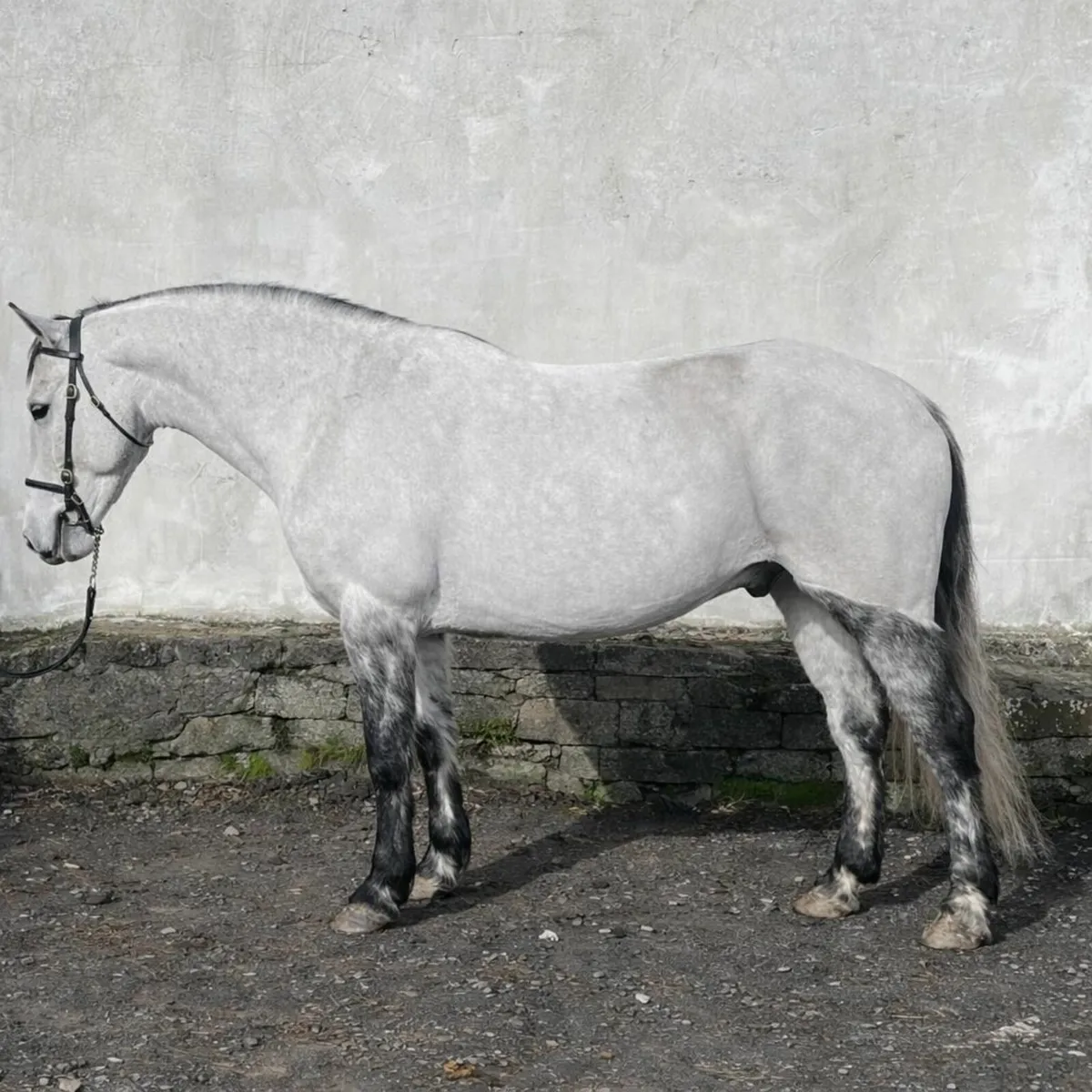 Connemara pony 5yo by Bettyspark Shadow - Image 1