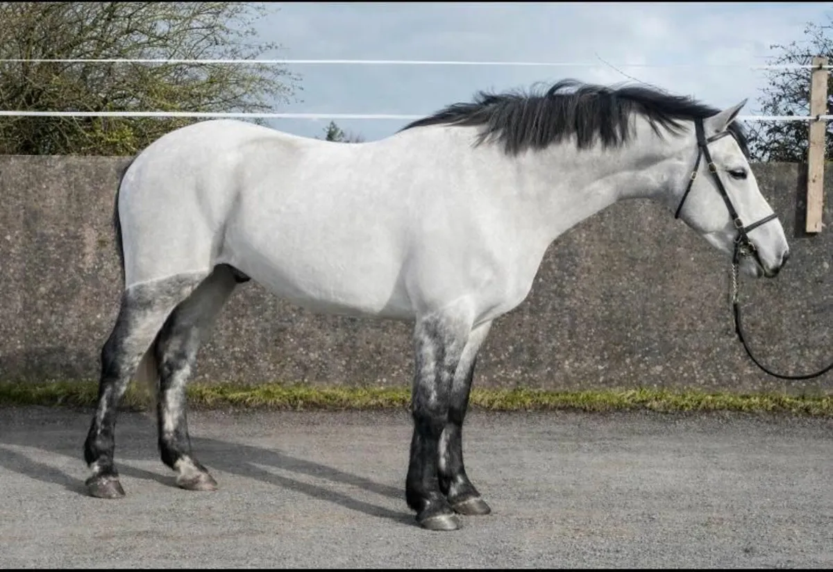 Connemara pony 5yo by Bettyspark Shadow - Image 2
