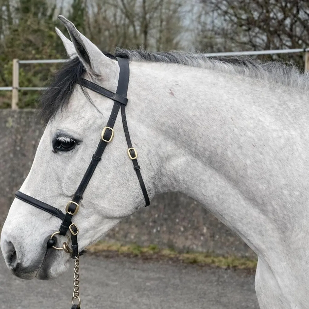 Connemara pony 5yo by Bettyspark Shadow - Image 3