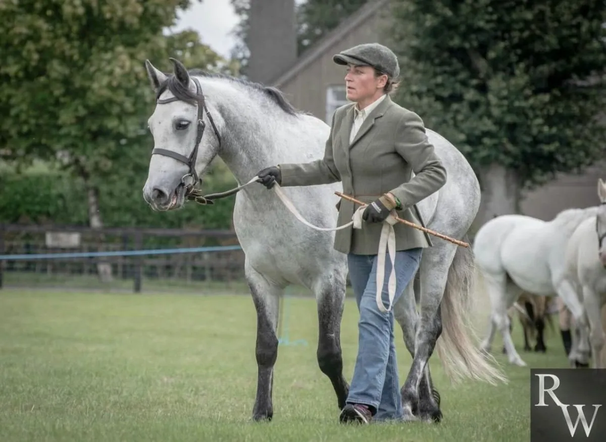 Connemara pony 5yo by Bettyspark Shadow - Image 4