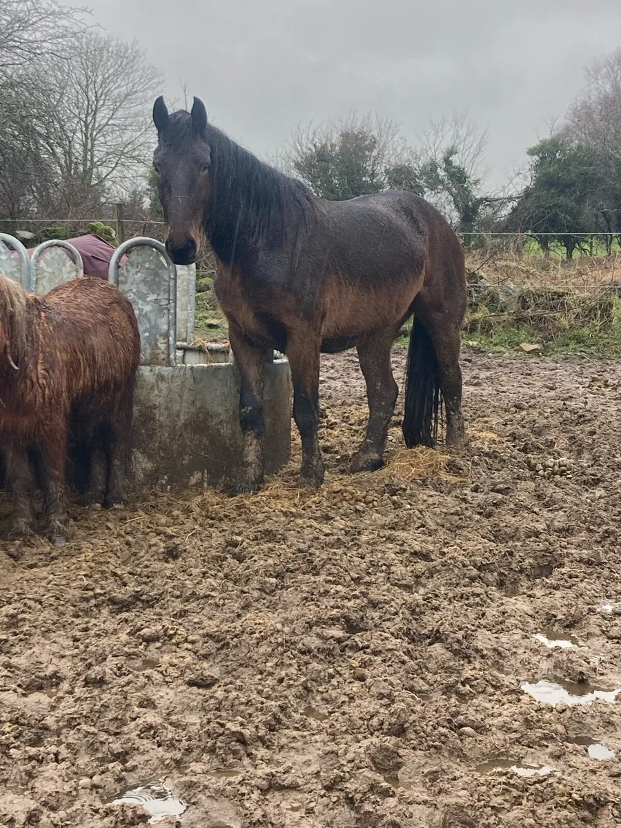 🇨🇮FULL REG DRAUGHT🇨🇮 - Image 1