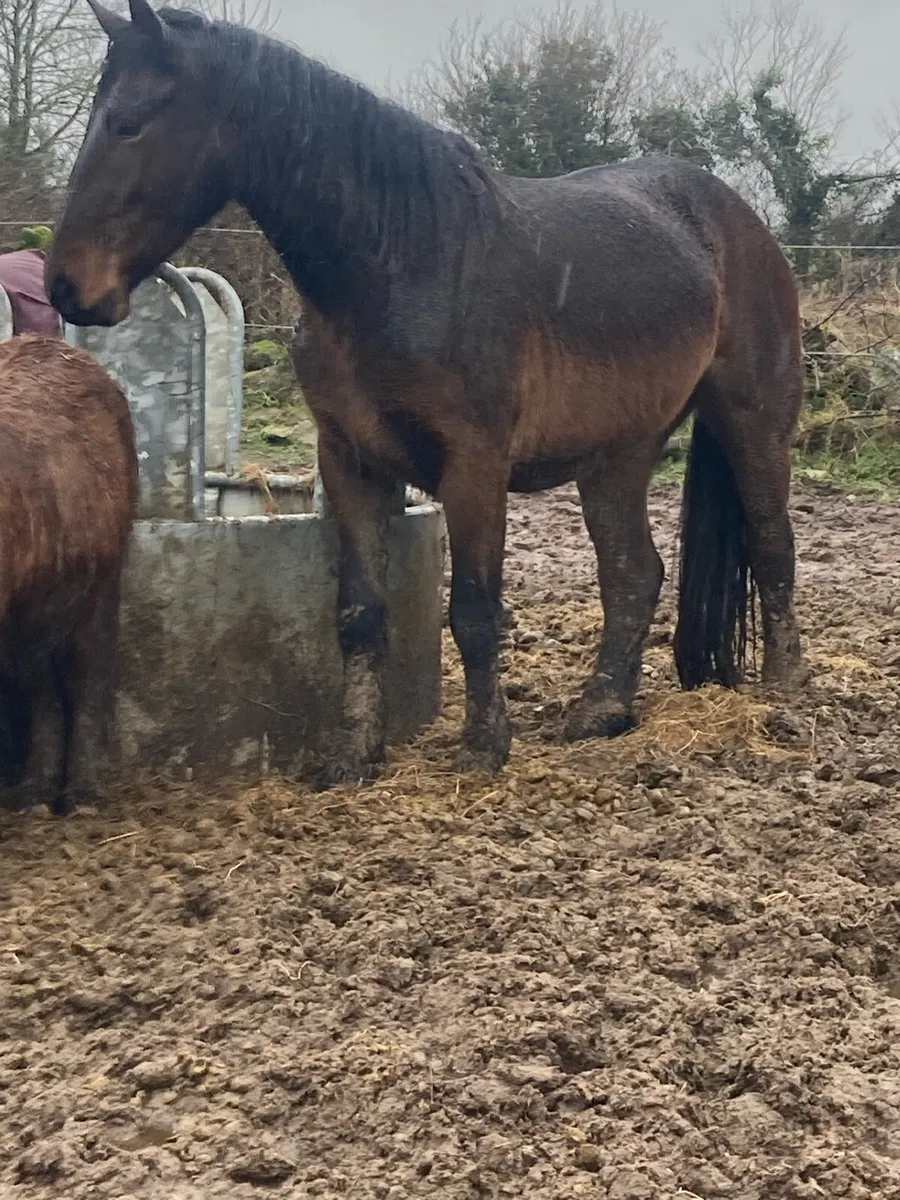 🇨🇮FULL REG DRAUGHT🇨🇮 - Image 2