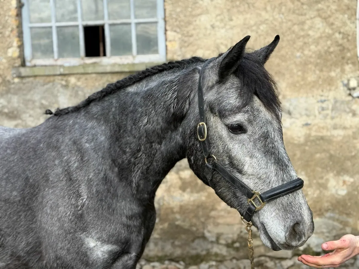 Connemara pony gelding by BettysparkShadow - Image 3