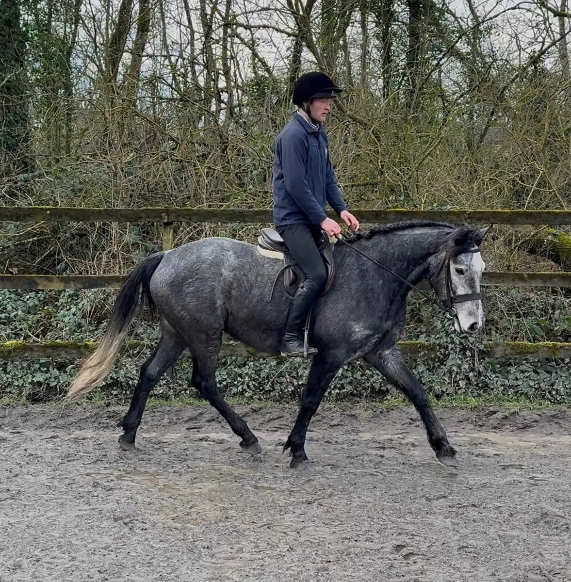 Connemara pony gelding by BettysparkShadow - Image 4