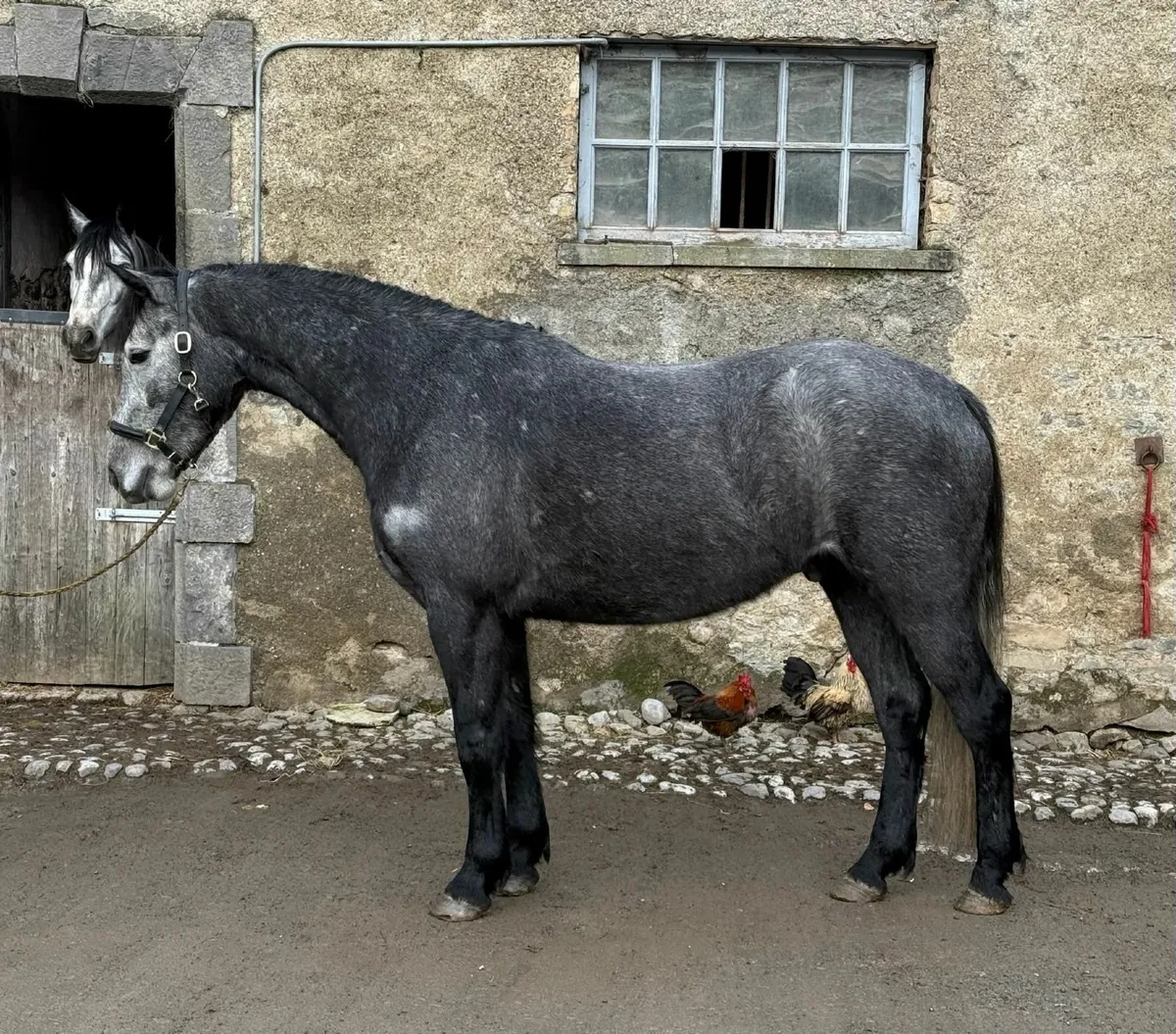 Connemara pony gelding by BettysparkShadow - Image 1