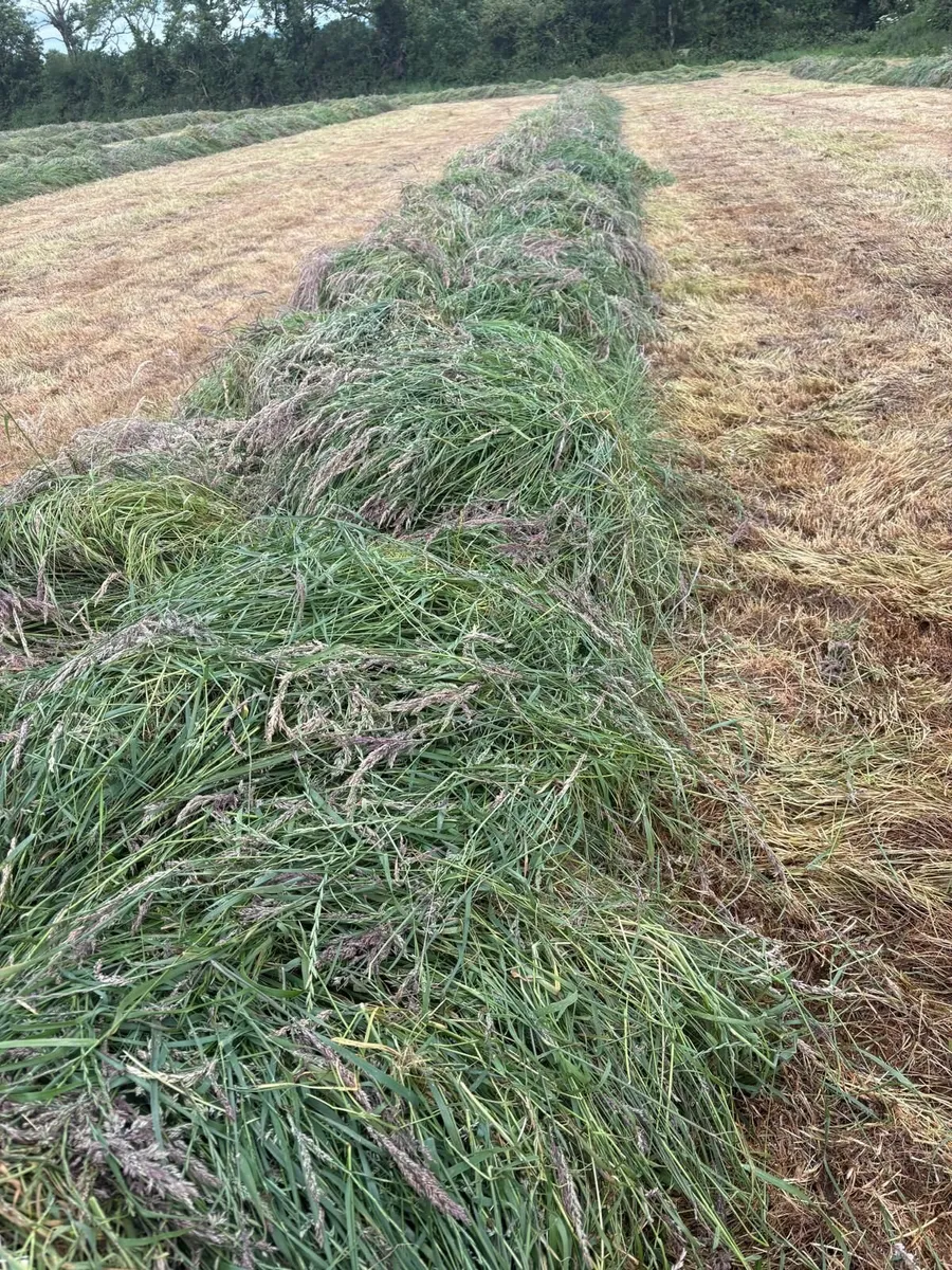 Silage Bales - Image 3