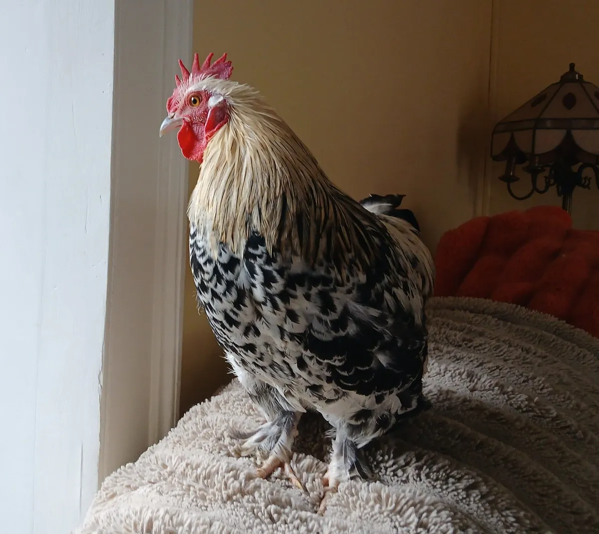 Beautiful 4/5 Month Old Roosters - Image 1