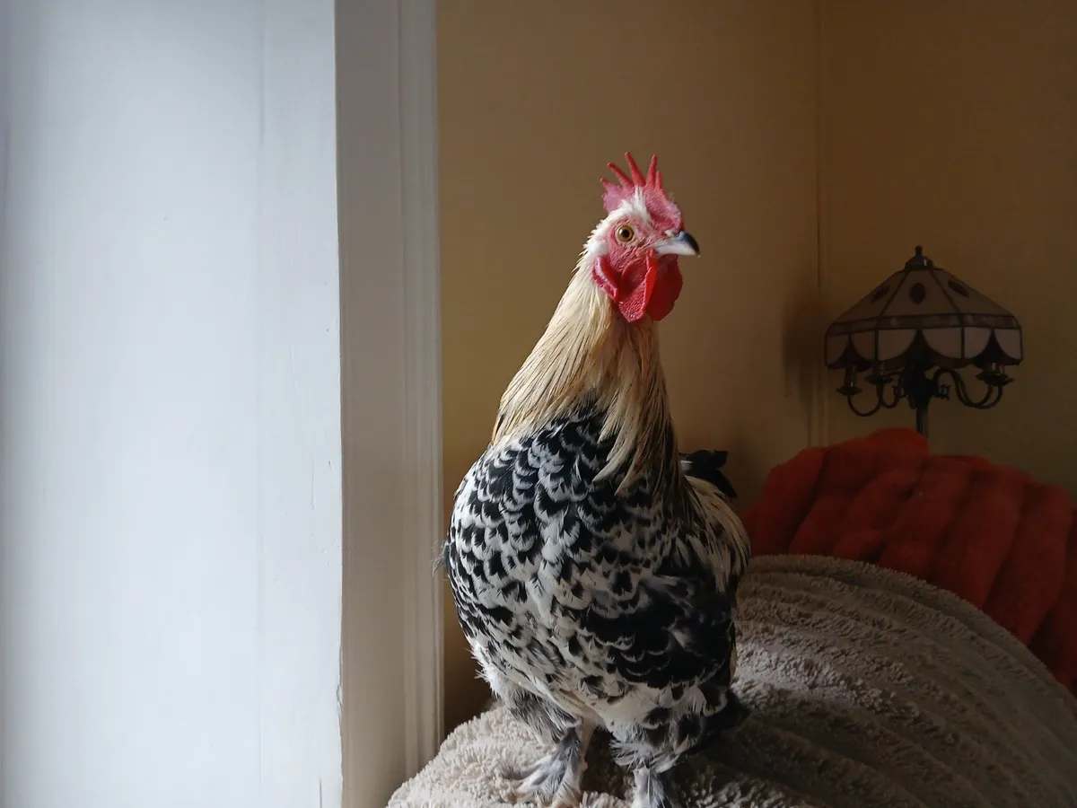 Beautiful 4/5 Month Old Roosters - Image 3