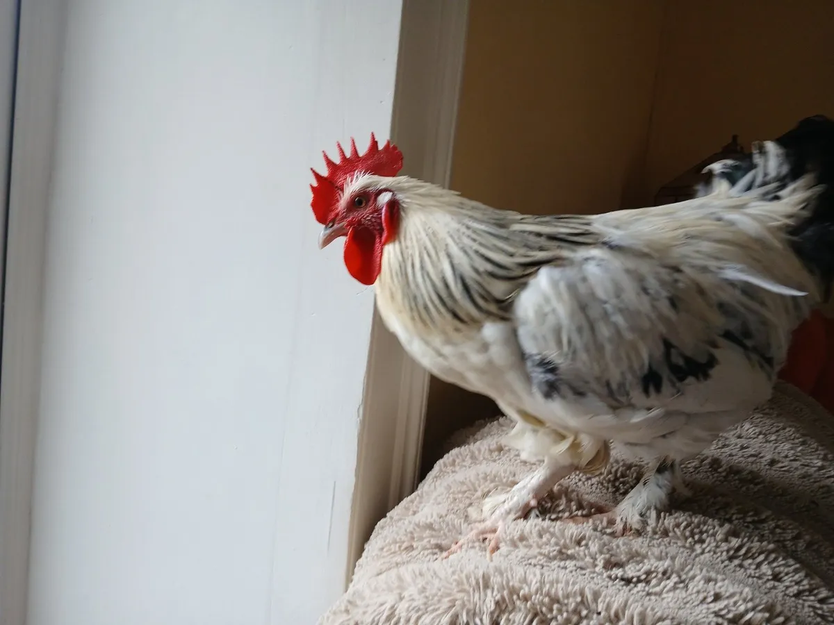 Beautiful 4/5 Month Old Roosters - Image 4