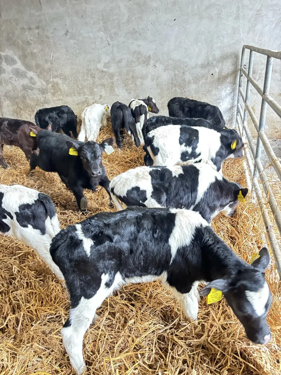 Calves for sale - Image 2