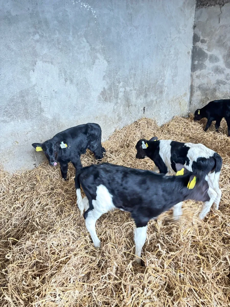 Calves for sale - Image 3