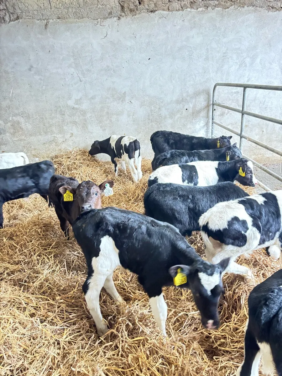 Calves for sale - Image 4