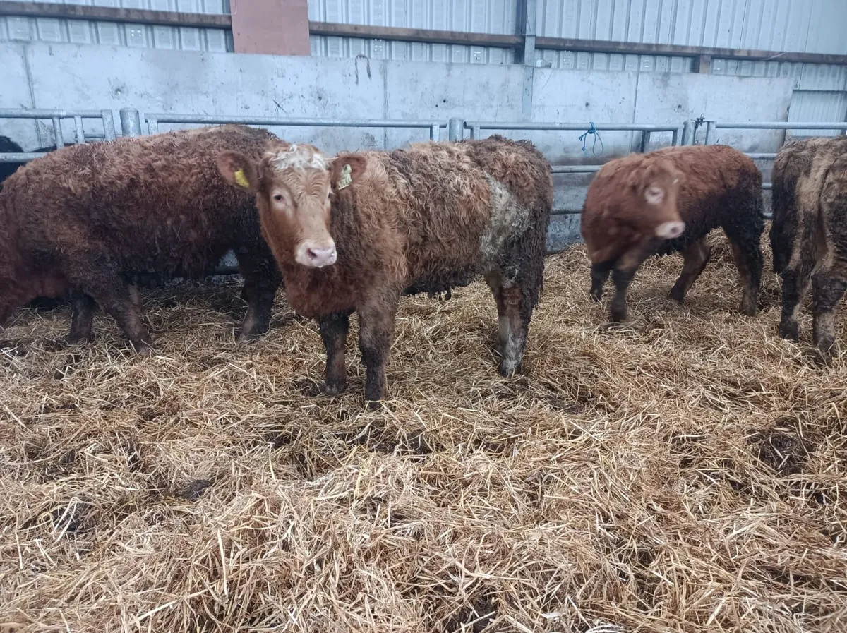 Organic cattle - Image 3