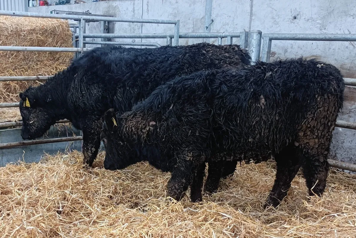 Organic cattle - Image 2