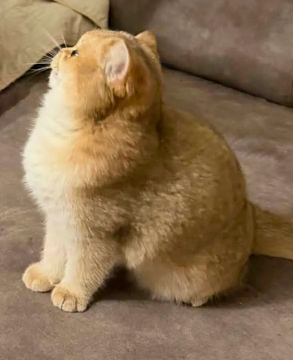 British Shorthair golden male kitten - Image 2