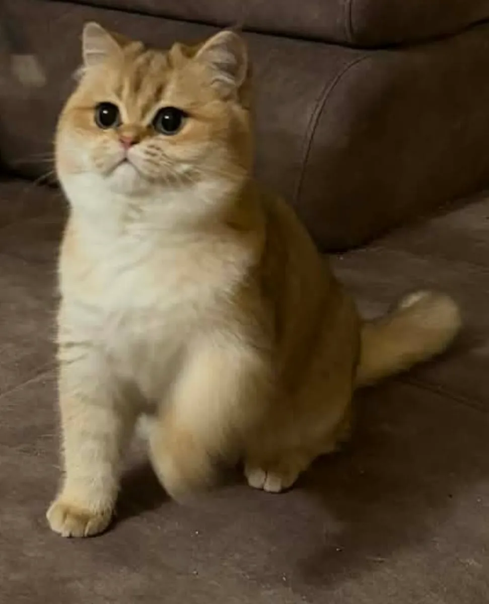British Shorthair golden male kitten - Image 3