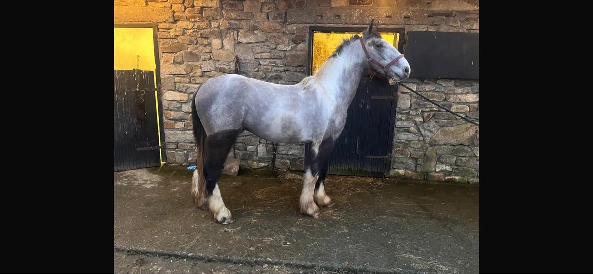 4 year old gelding - Image 1