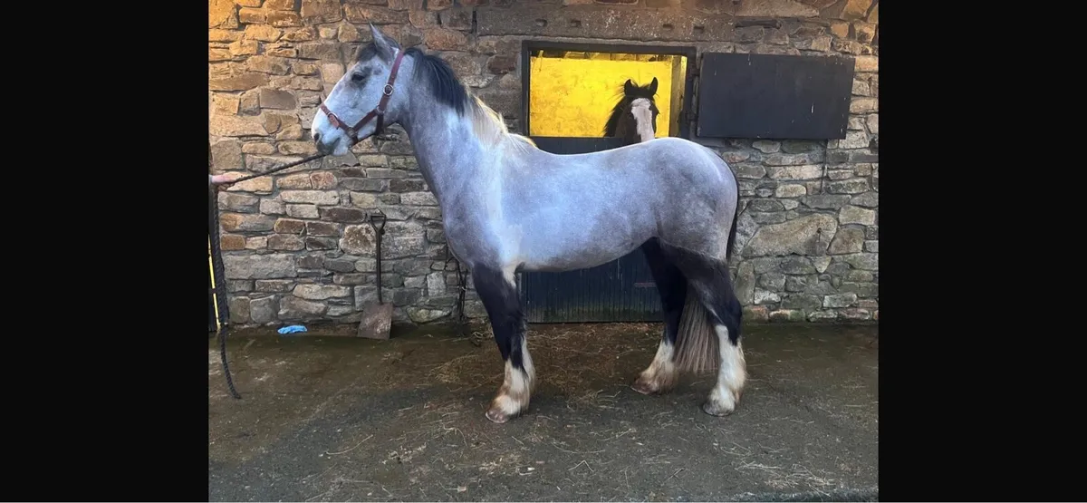 4 year old gelding - Image 2