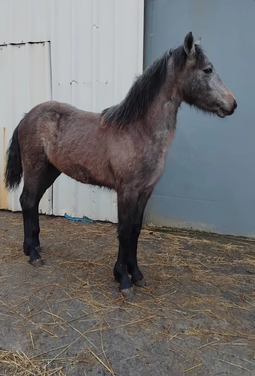 3 Connemara Filly Foals - Image 1