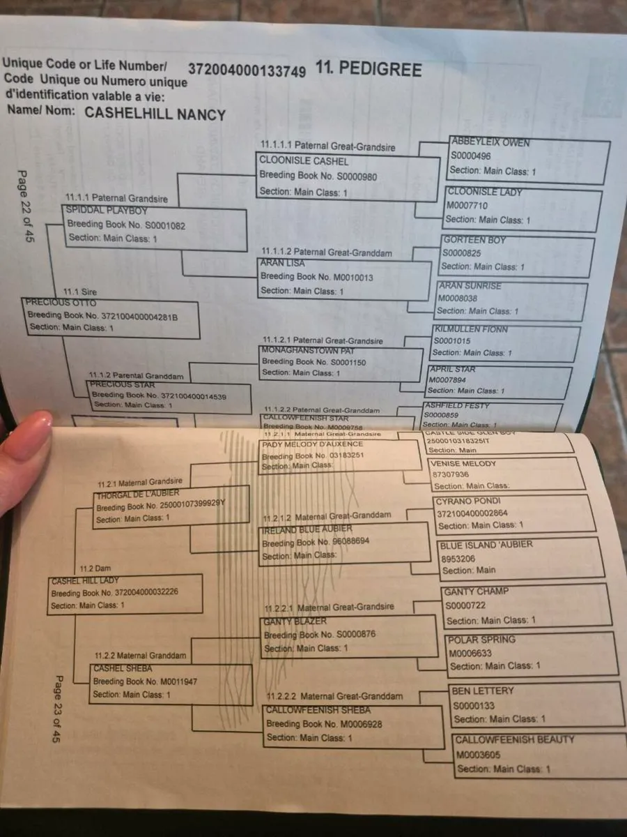 3 Connemara Filly Foals - Image 2