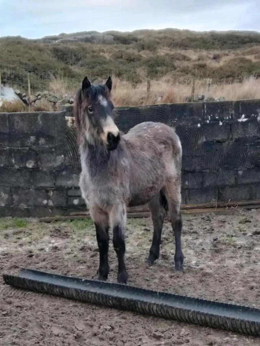 3 Connemara Filly Foals - Image 3