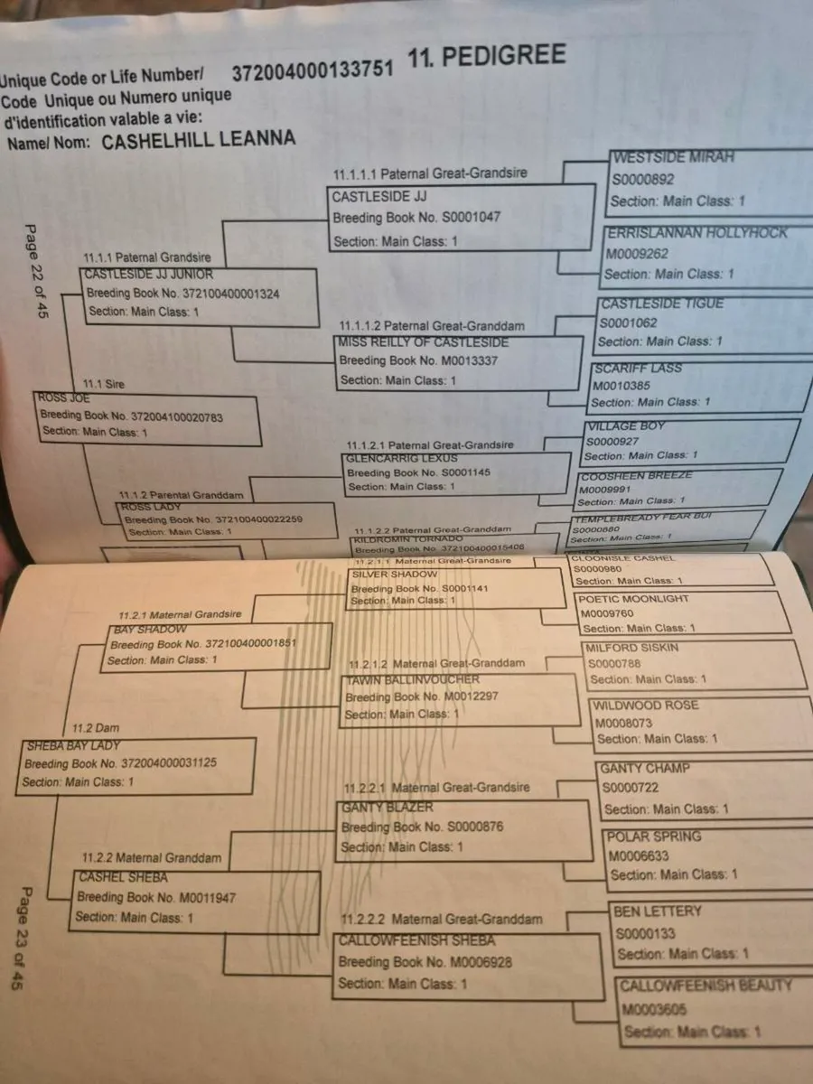 3 Connemara Filly Foals - Image 4