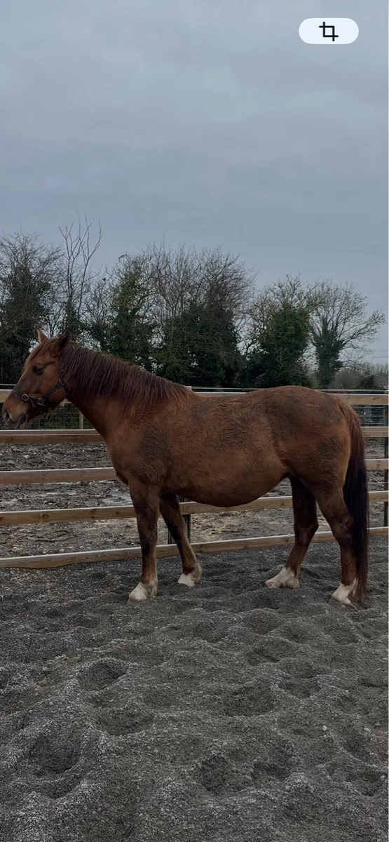 class 1 Irish Draught Mare - Image 1