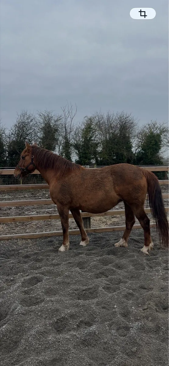 class 1 Irish Draught Mare - Image 3
