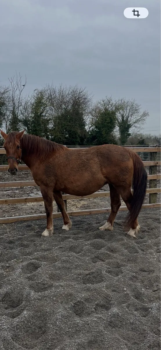 class 1 Irish Draught Mare - Image 2