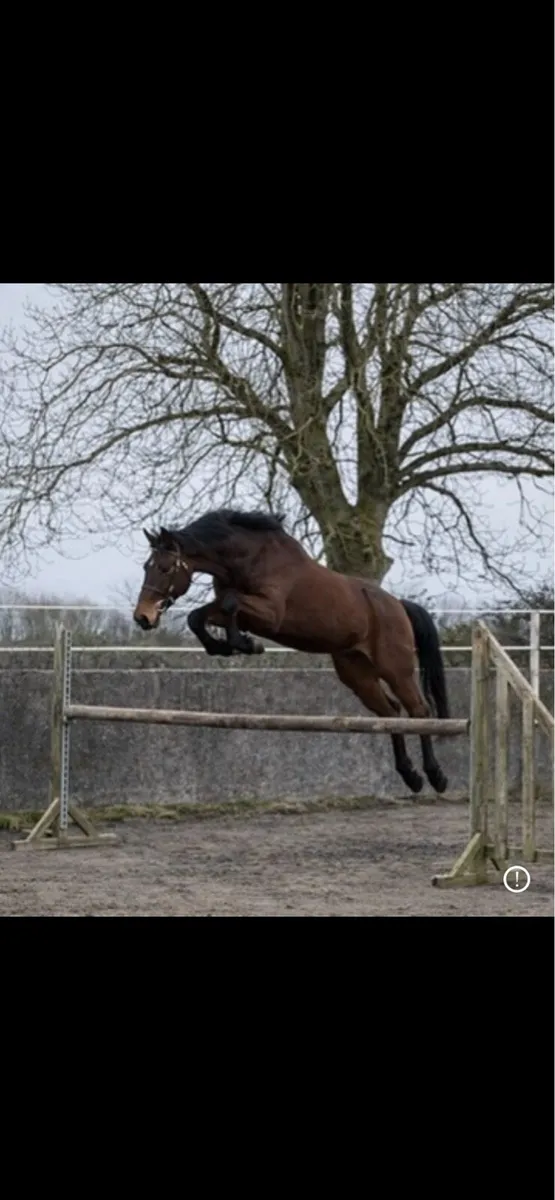 🌟 Top-Class 3-Year-Old ISH Gelding - Image 2