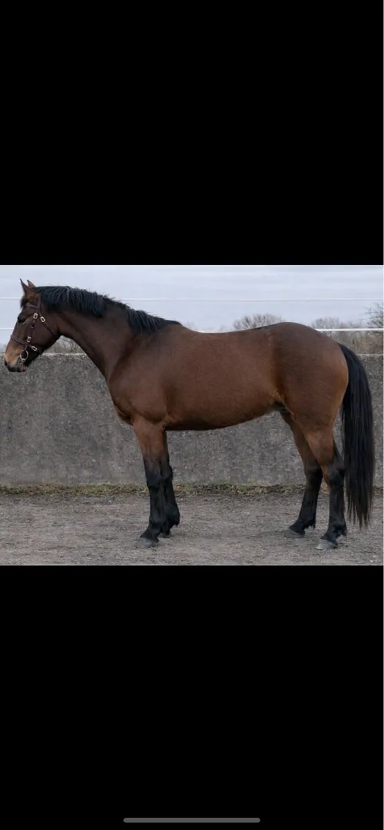 🌟 Top-Class 3-Year-Old ISH Gelding - Image 1