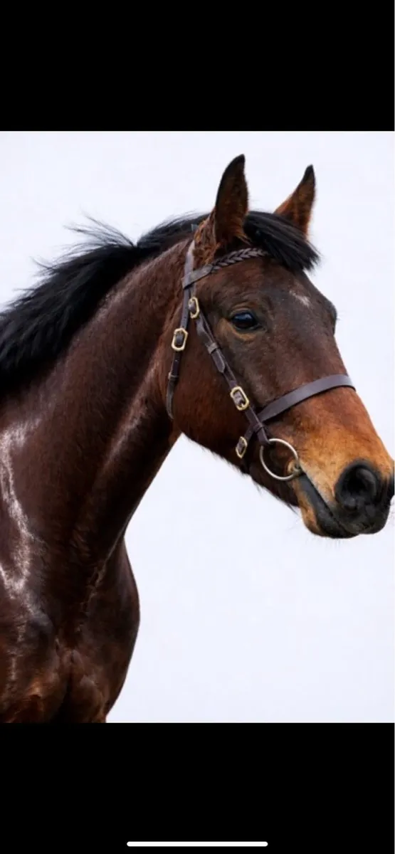 🌟 Top-Class 3-Year-Old ISH Gelding - Image 3