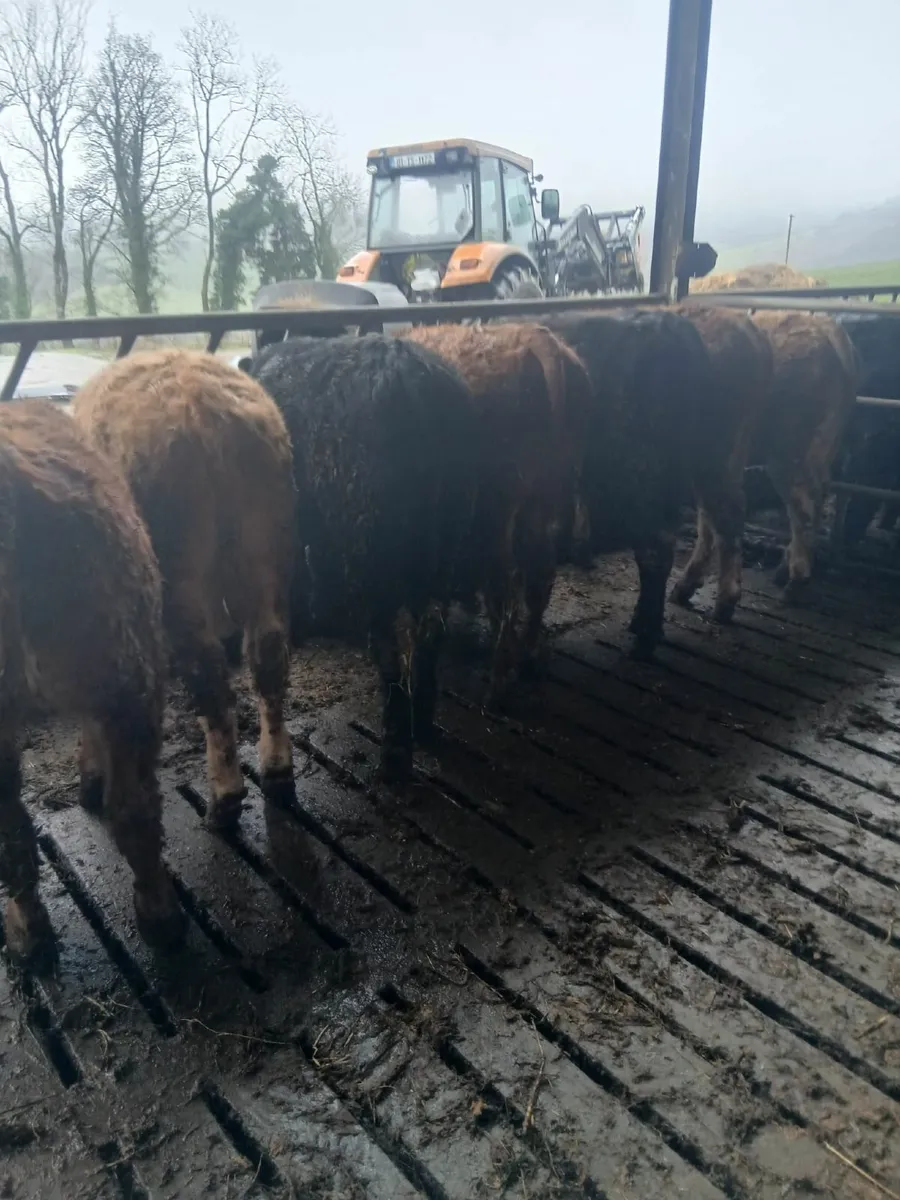 Templemore Mart Organic Cattle - Image 3