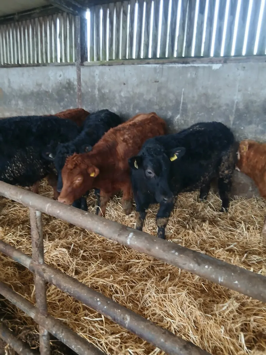 Templemore Mart Organic Cattle - Image 4