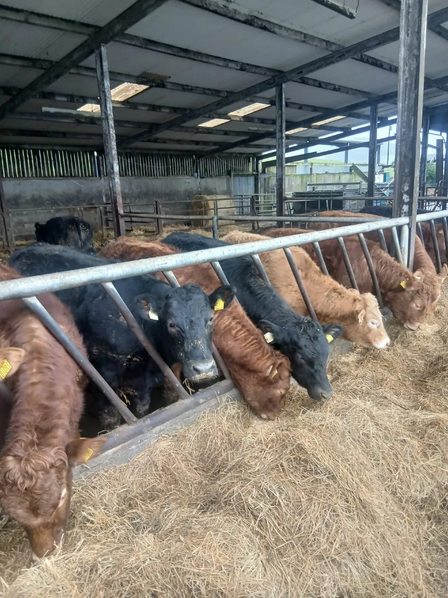 Templemore Mart Organic Cattle - Image 2