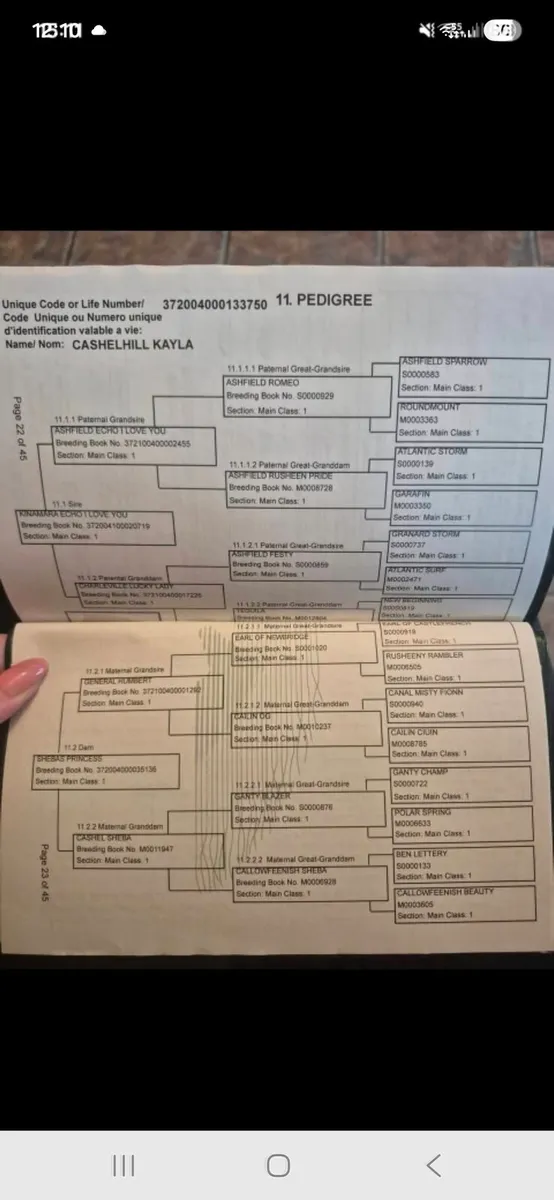 3 Connemara Filly Foals - Image 4