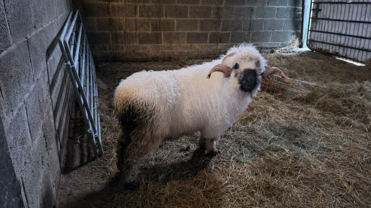 Purebred Valais Blacknose Ram - Image 1