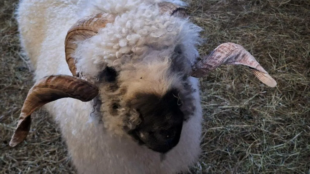 Purebred Valais Blacknose Ram - Image 2