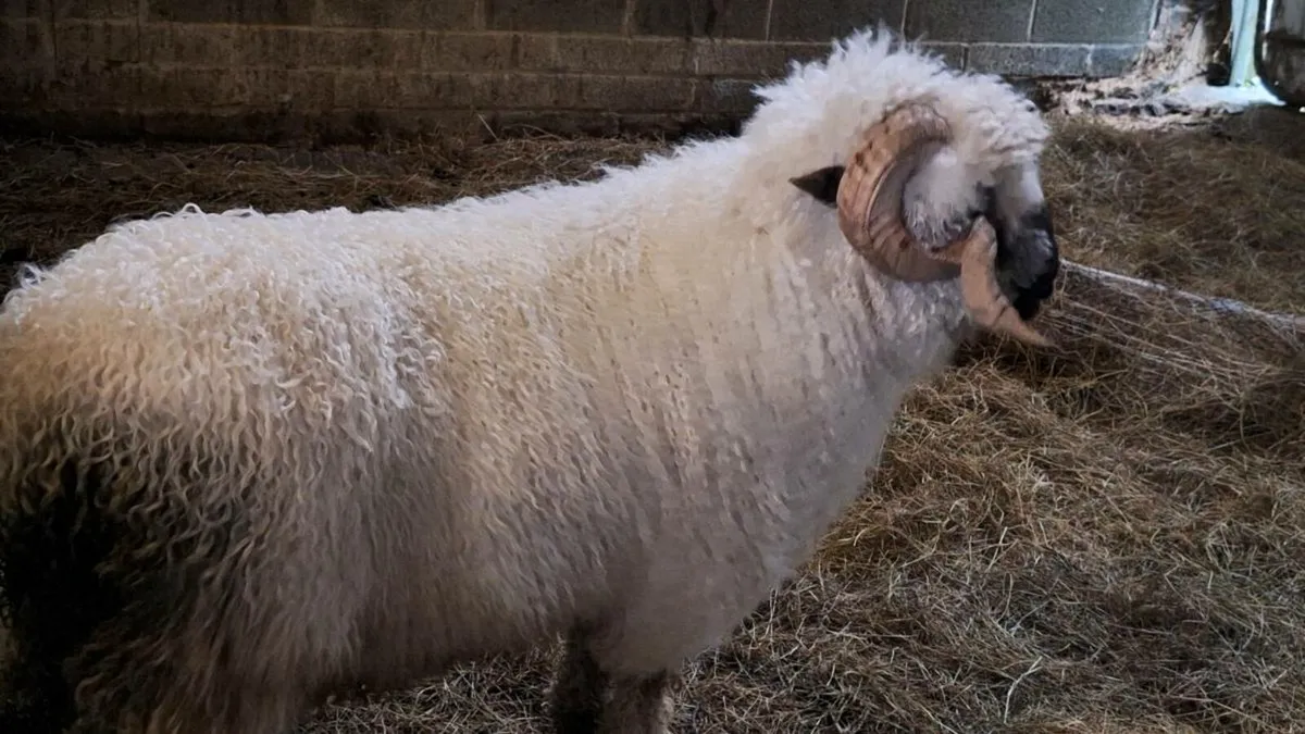 Purebred Valais Blacknose Ram - Image 3