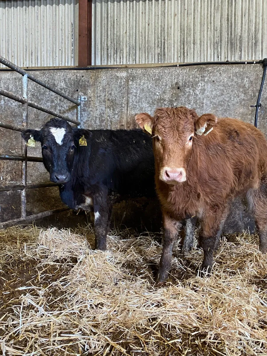 ⭐️2 super 5⭐️heifer weanlings⭐️ - Image 1