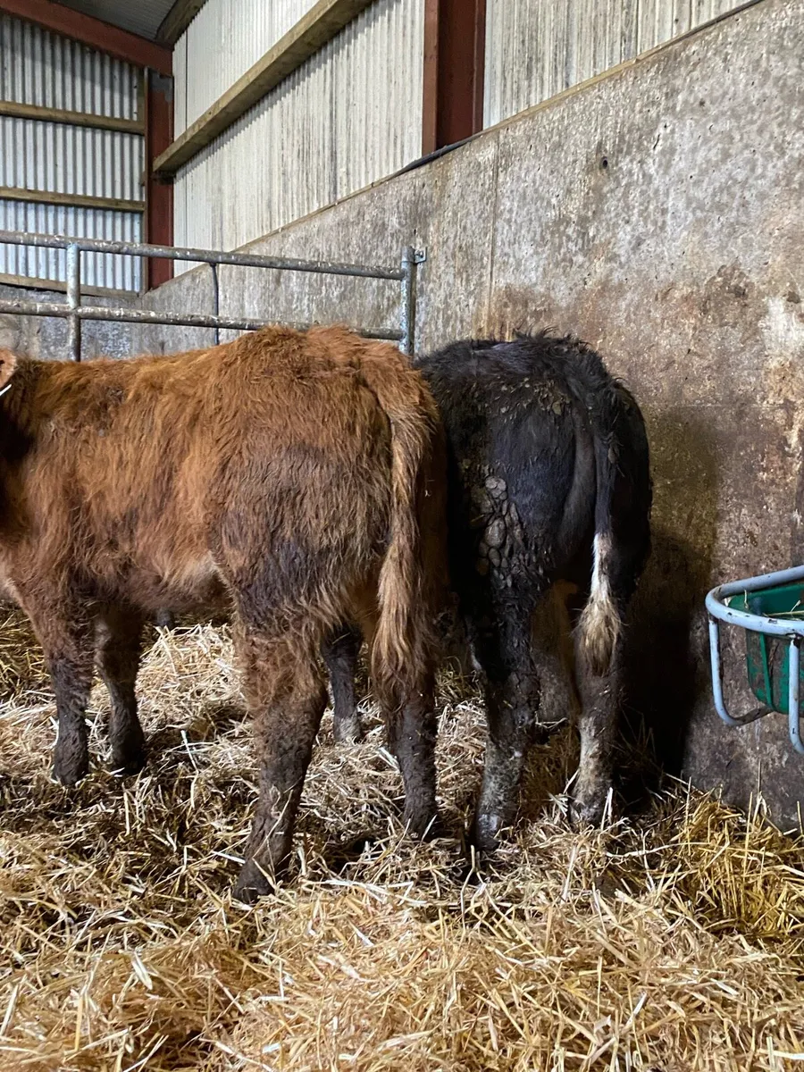 ⭐️2 super 5⭐️heifer weanlings⭐️ - Image 2