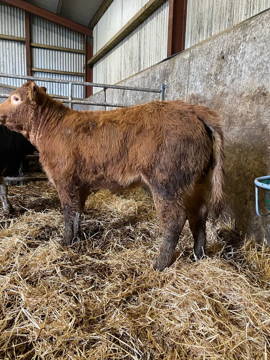⭐️2 super 5⭐️heifer weanlings⭐️ - Image 4