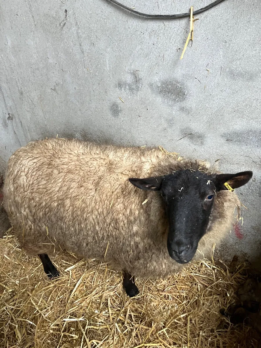 Sheep - Image 1