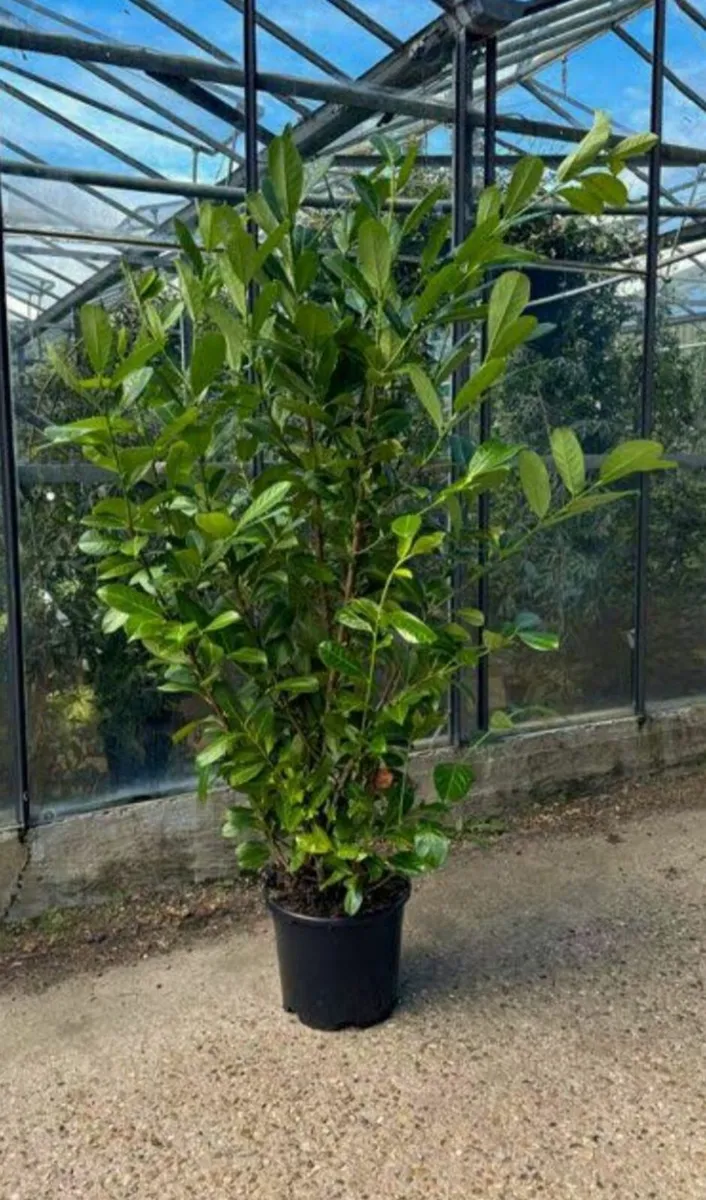 Mature laurel Hedging