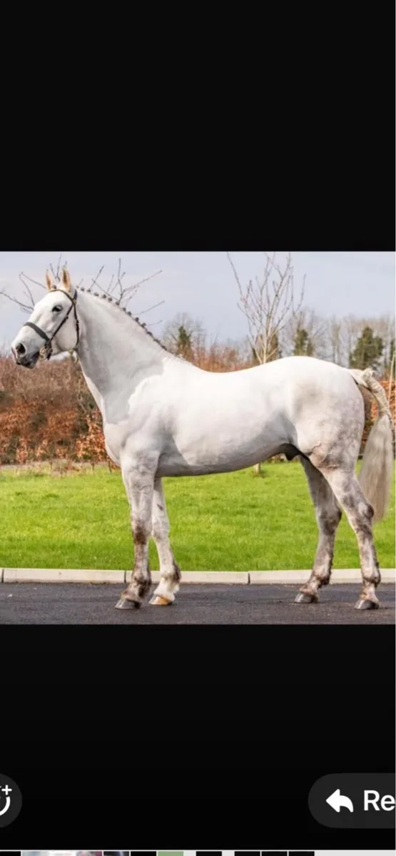 class 1 Irish Draught Mare - Image 4