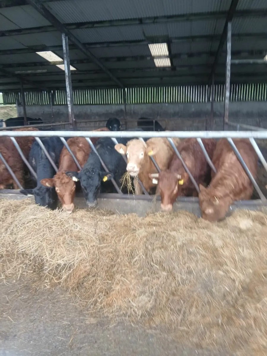 Templemore Mart Organic Cattle - Image 1