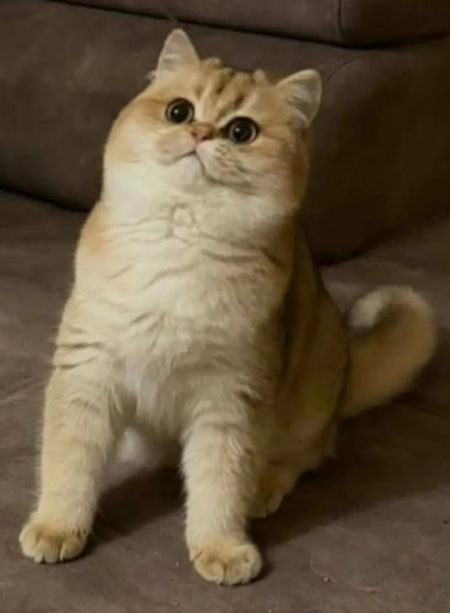 British Shorthair golden male kitten - Image 1