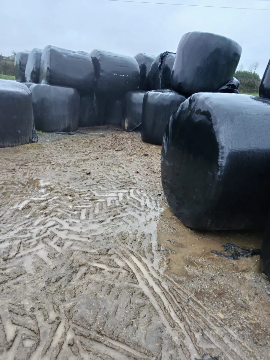 Silage bales for sale