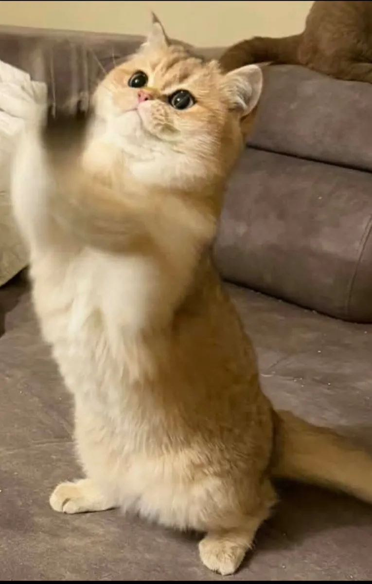 British Shorthair golden male kitten - Image 4