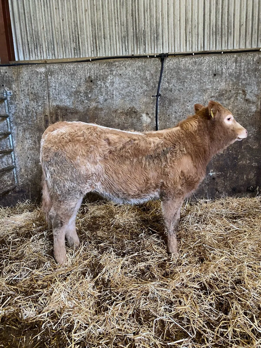 ⭐️super roan  breading heifer⭐️ - Image 2
